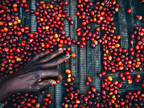 Ethiopia Decaf Heirloom