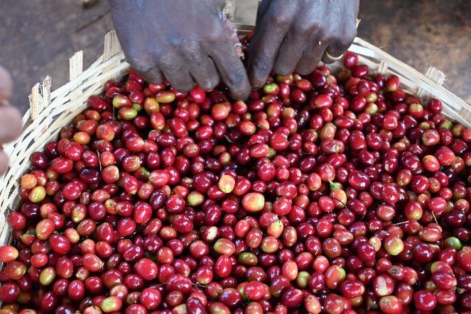 Java Nation House Blend