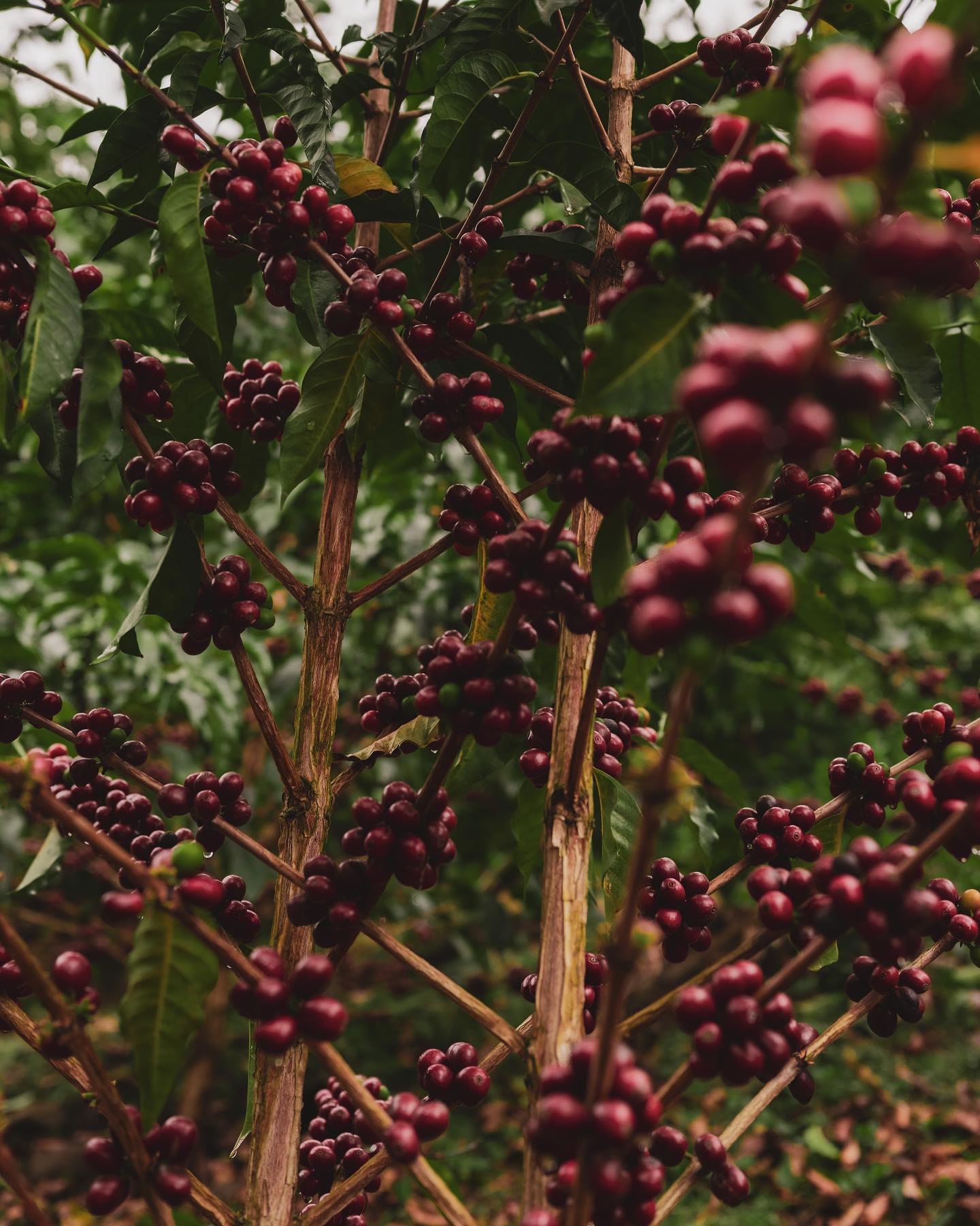 Peru, Santa Teresa