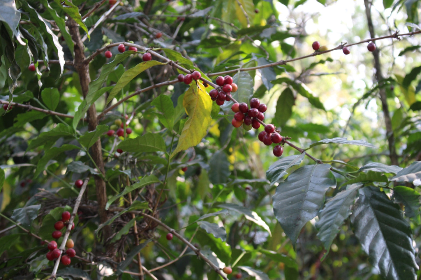 Guatemala Huehuetenango