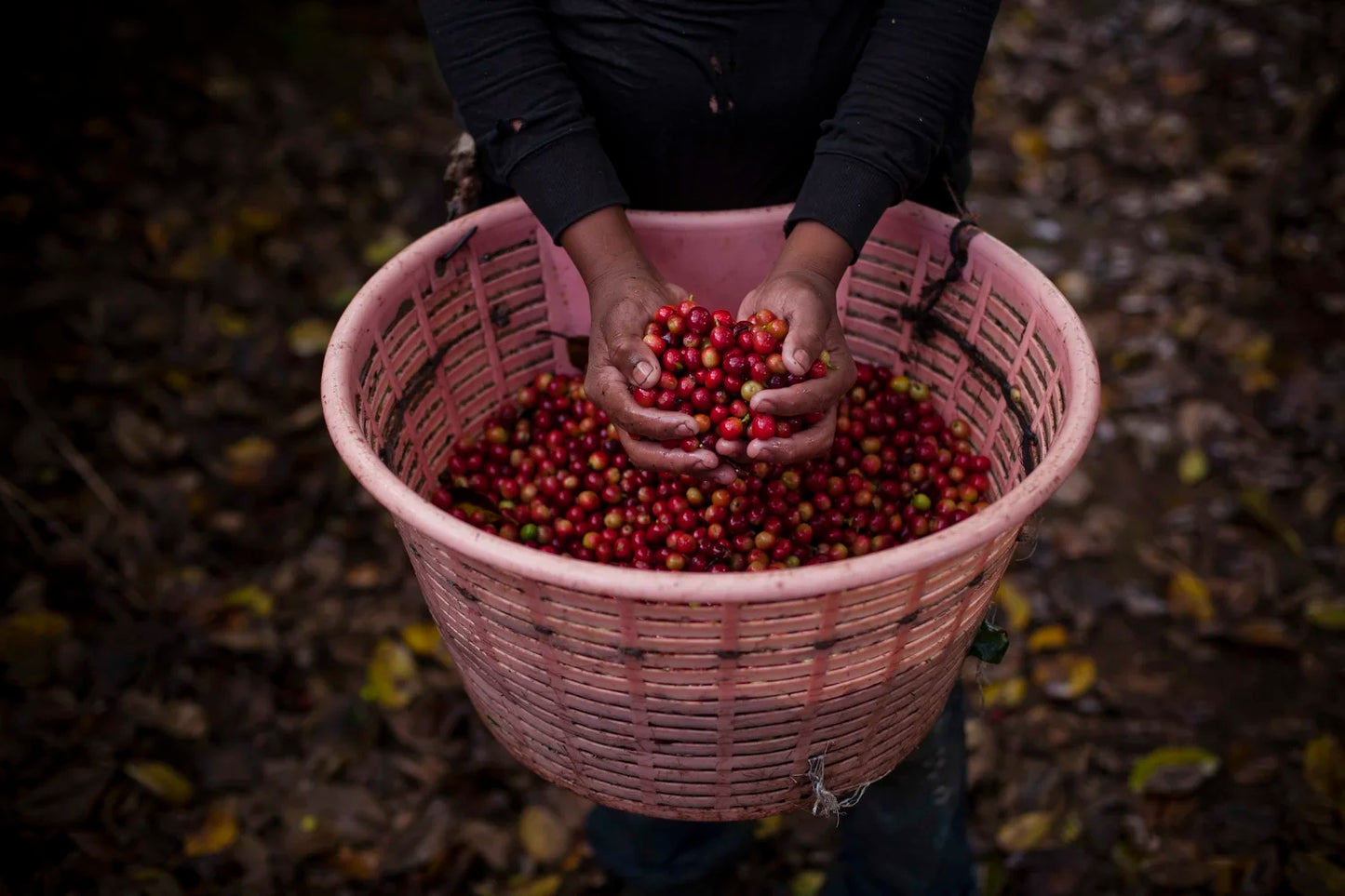 Costa Rica Hacienda Sonora