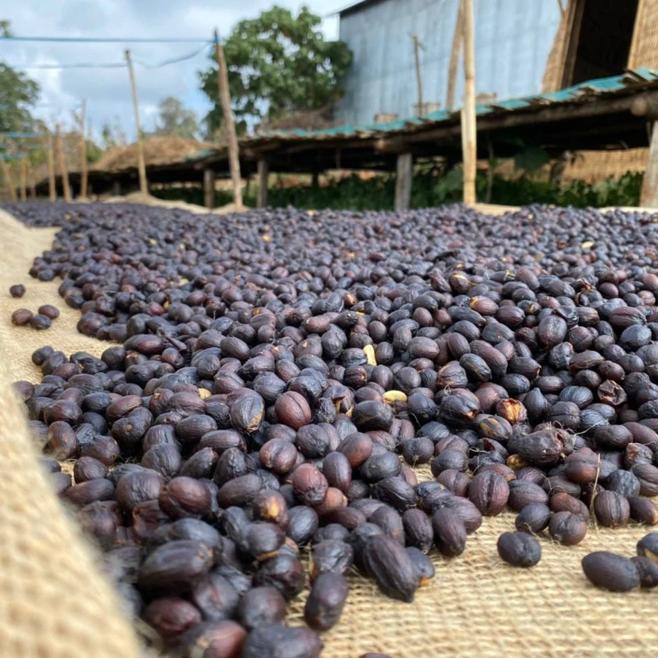 Ethiopia Decaf Heirloom