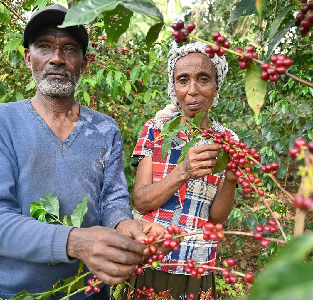 Java Nation