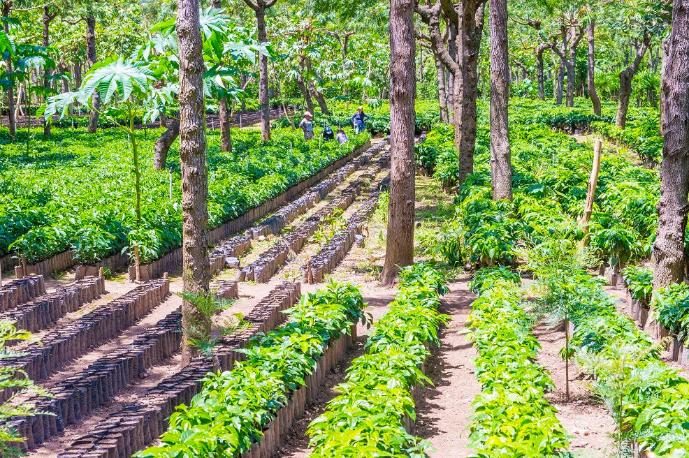 Java Nation House Blend