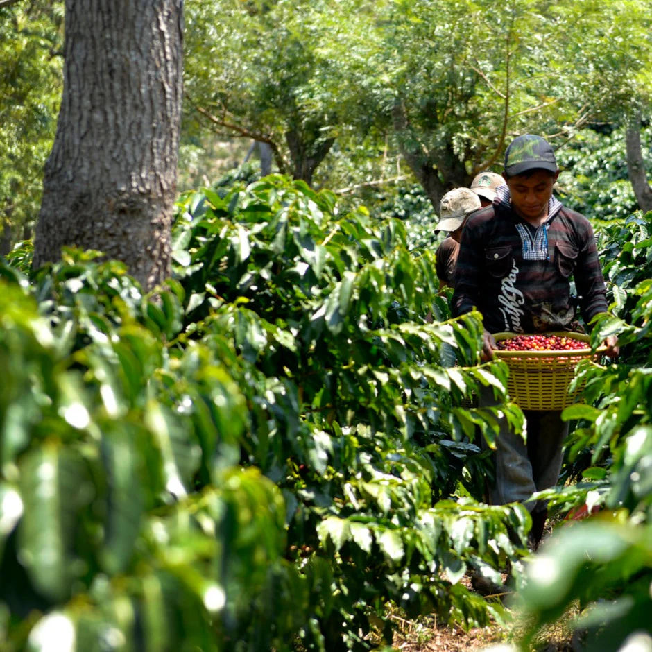 Java Nation House Blend