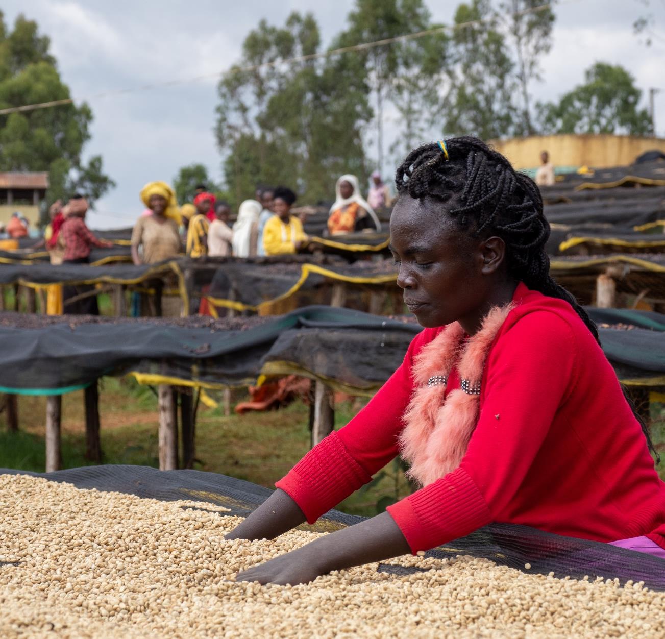 Java Nation House Blend